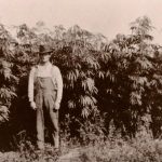 História Rastliny Konope